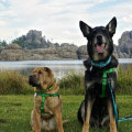 Dog Friendly New York State Parks: Where to Take Your Furry Friend