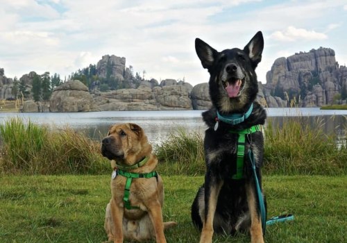 Dog Friendly New York State Parks: Where to Take Your Furry Friend